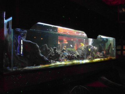 L'aquarium de l'entrée